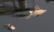 Cá chết nổi khắp hồ Hoàng Cầu, Hà Nội